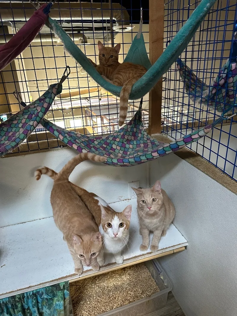 Orange Medley thumbnail 3