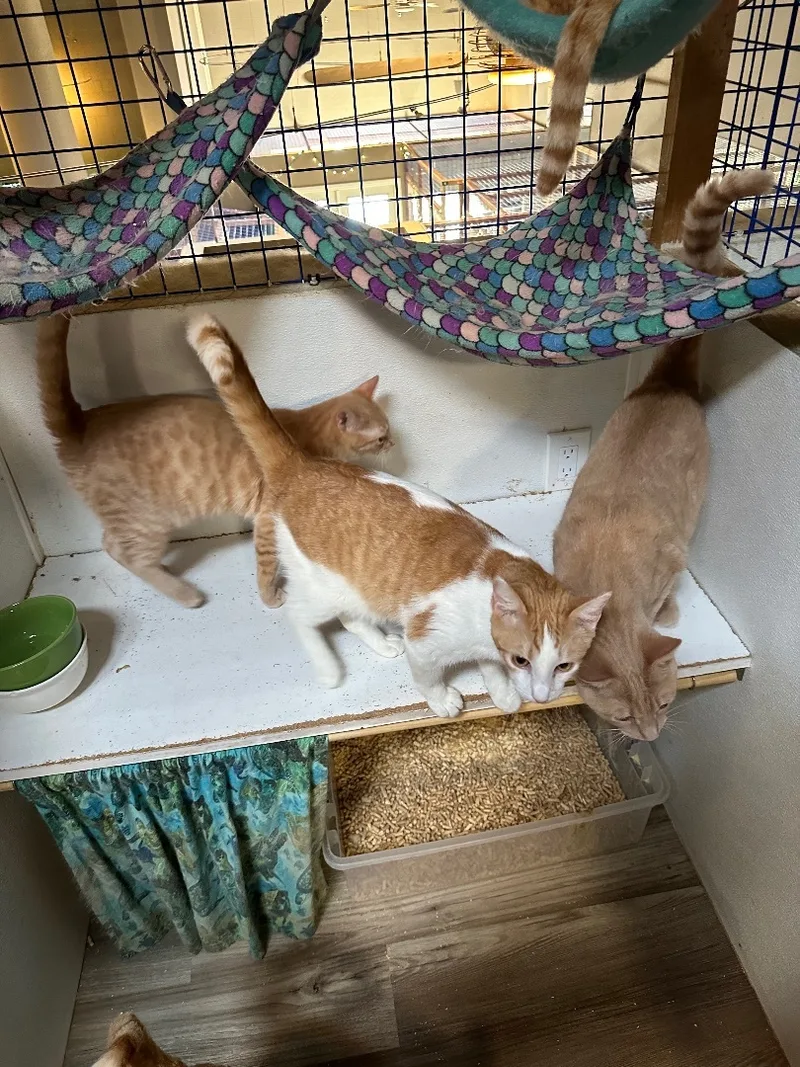 Orange Medley thumbnail 4