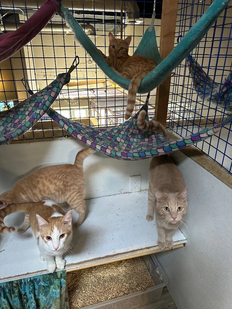 Orange Medley thumbnail 5