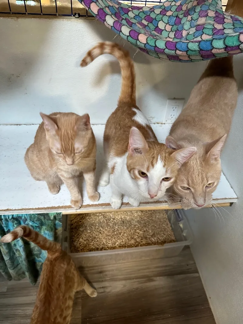 Orange Medley thumbnail 6