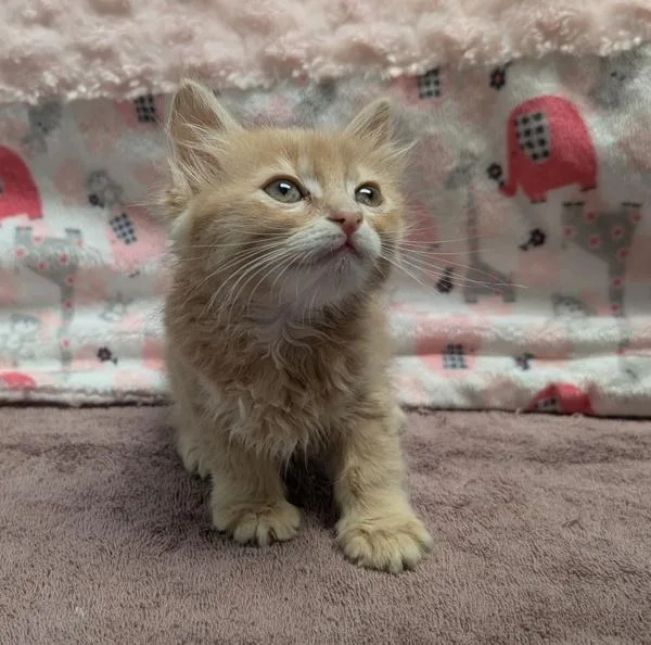 Furfur