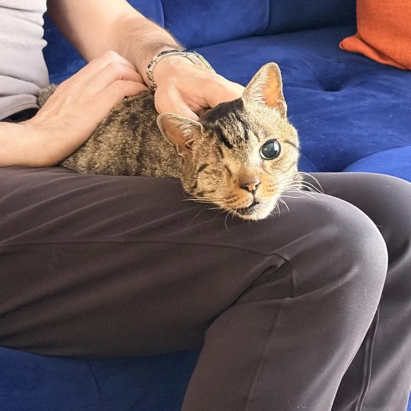 A senior small-sized male Brown / Chocolate Domestic Short Hair cat named Charles for adoption in Los Angeles, CA