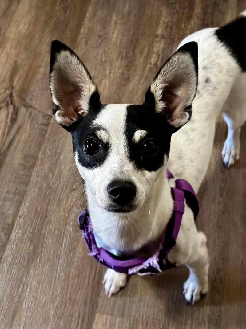 Roscoe