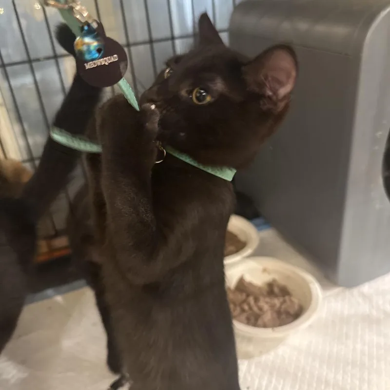 A baby small-sized male Brown / Chocolate Domestic Short Hair cat named Quasar for adoption in Howard beach, NY