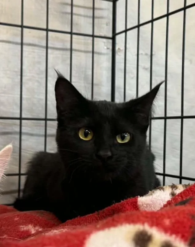 A baby small-sized female Domestic Short Hair cat named Prudie for adoption in Ogden, UT