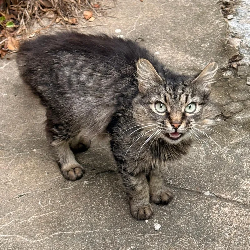 An adult medium-sized female Brown / Chocolate Domestic Medium Hair cat named Snickerdoodle for adoption in Greensboro, NC