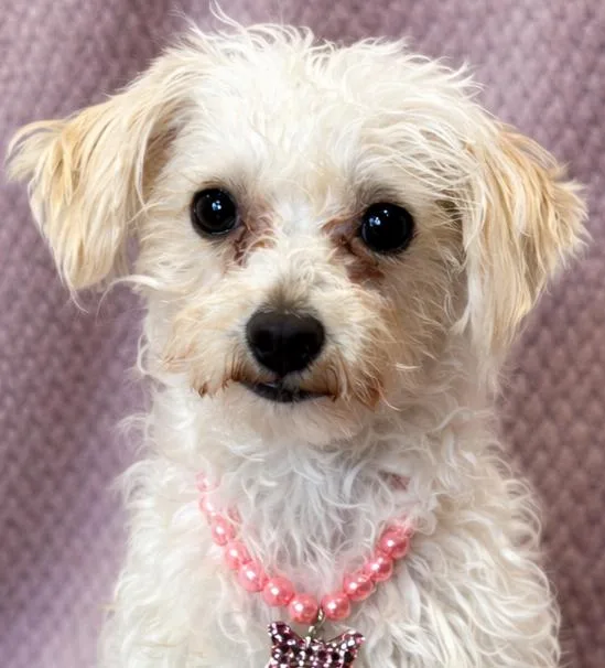 A young small-sized female Poodle dog named Betsy for adoption in Lodi, CA