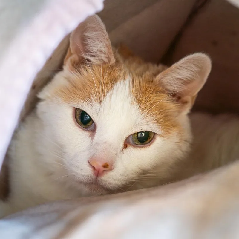 A senior large-sized male Orange / Red Domestic Short Hair cat named Popcorn for adoption in Lakewood, CO