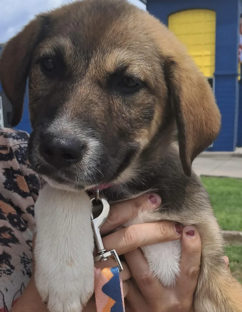 A baby large-sized female Tricolor (Brown, Black, & White) Great Pyrenees dog named Janet for adoption in Parma, OH