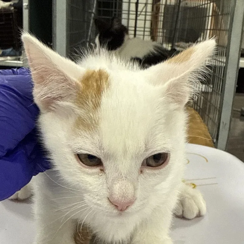 A baby small-sized male Domestic Short Hair cat named Chicken for adoption in Las Cruces, NM