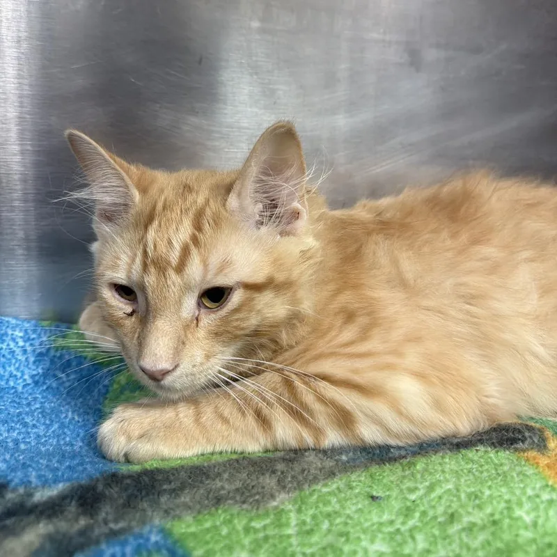 A baby medium-sized male Orange / Red Domestic Short Hair cat named Glee for adoption in Pensacola, FL