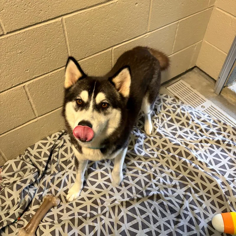 An adult medium-sized female Husky dog named Dory for adoption in Wilmington, DE