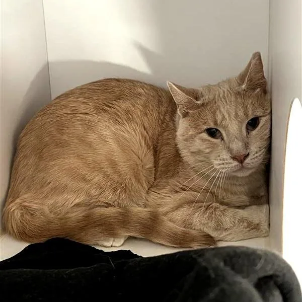 An adult medium-sized male Buff / Tan / Fawn Domestic Short Hair cat named Arden for adoption in Kanab, UT