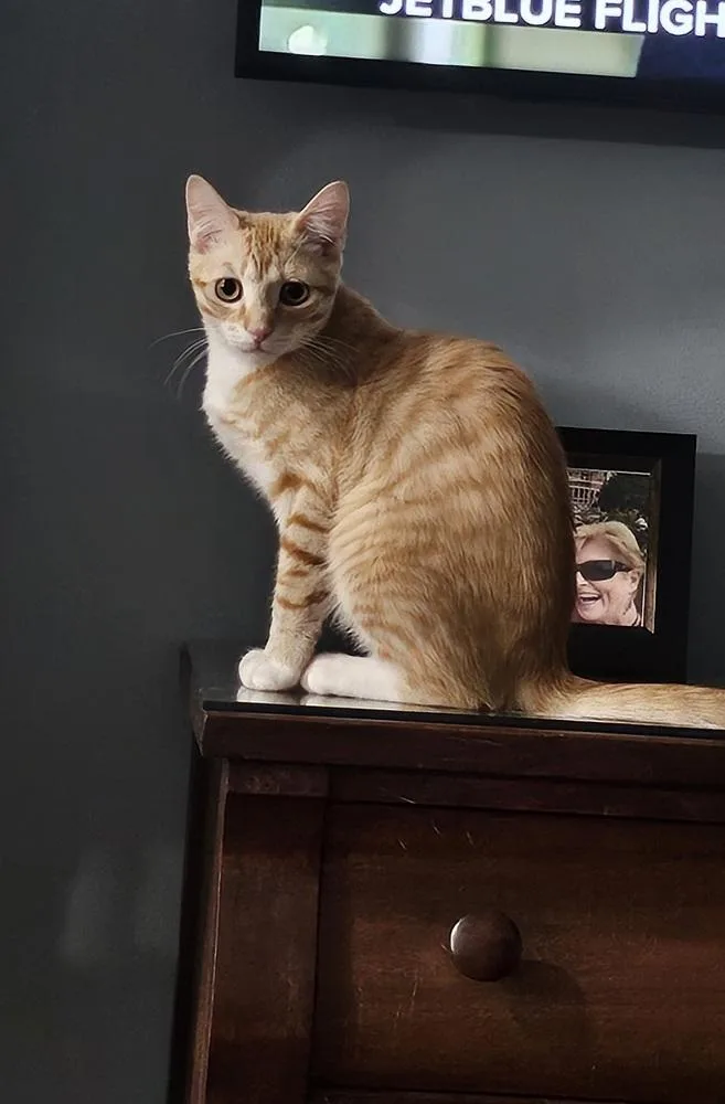 A young small-sized female Orange & White Domestic Short Hair cat named Poppy for adoption in Powder Springs, GA