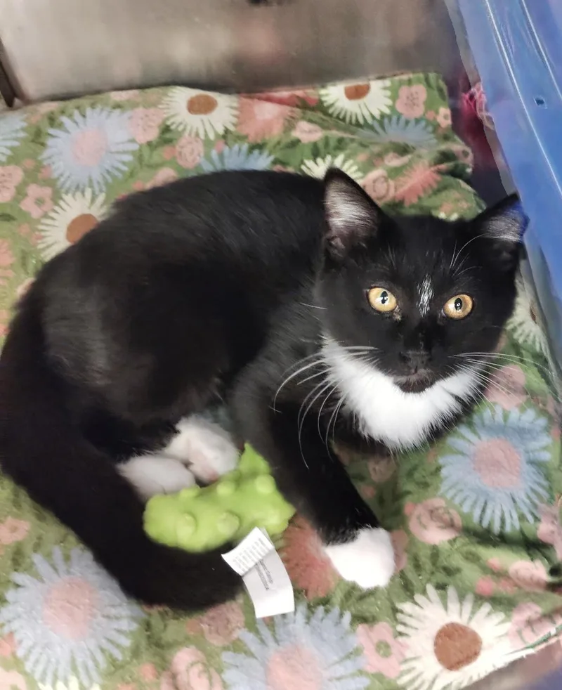 A baby medium-sized male Tuxedo cat named Andy for adoption in Rock Hill, SC