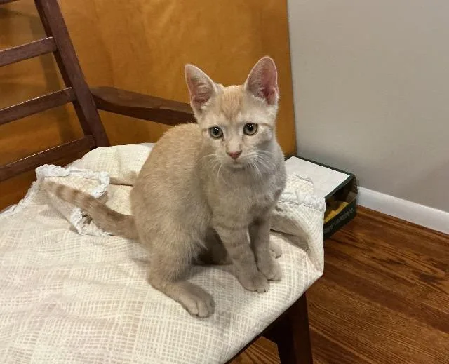A baby medium-sized male Domestic Short Hair cat named Salomon for adoption in Cincinnati, OH