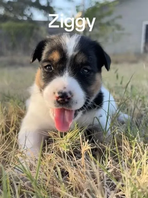 A baby medium-sized male Mixed Breed dog named Ziggy for adoption in Dallas, TX