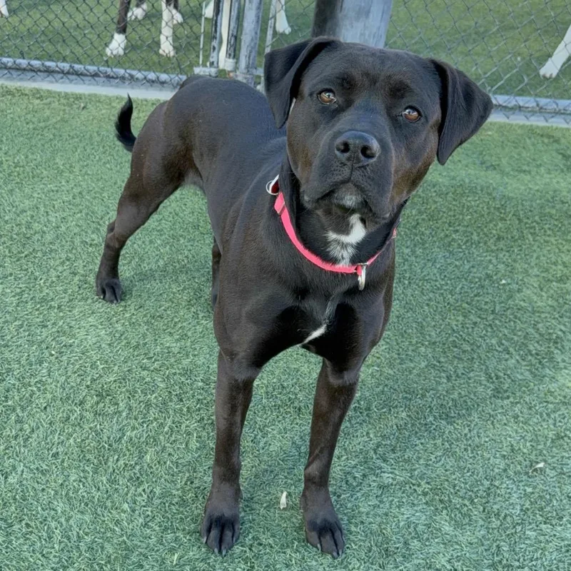 Billie A thumbnail 2