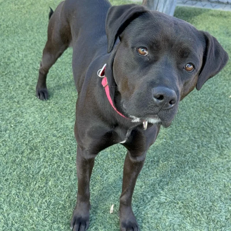 Billie A thumbnail 3