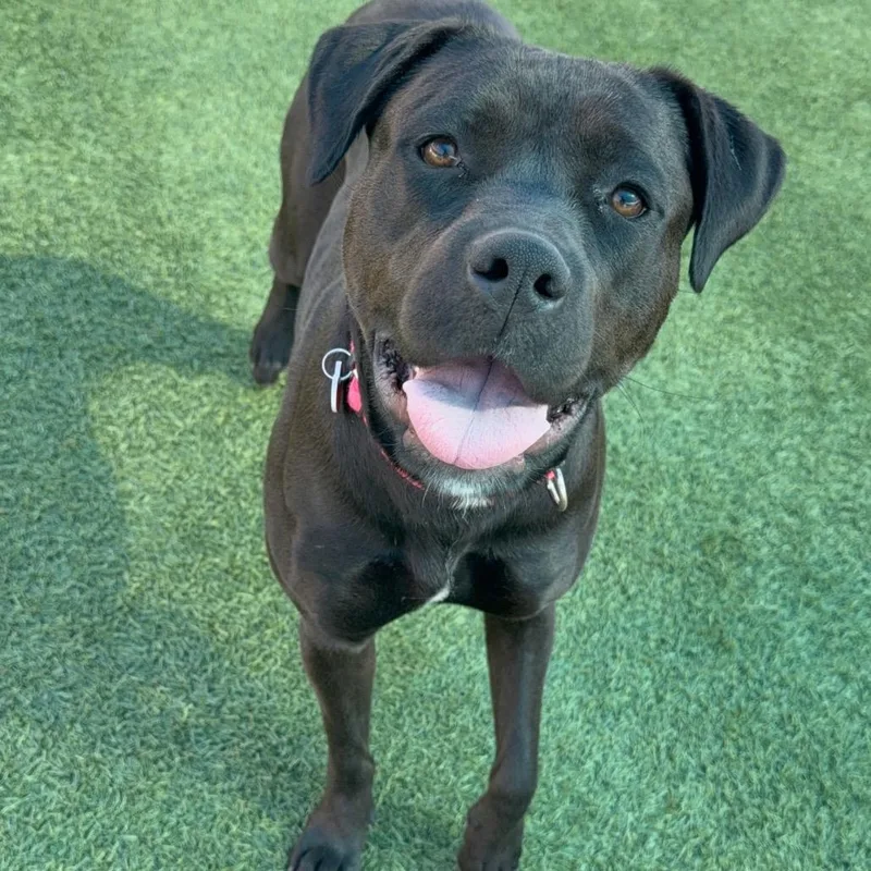 Billie A thumbnail 4