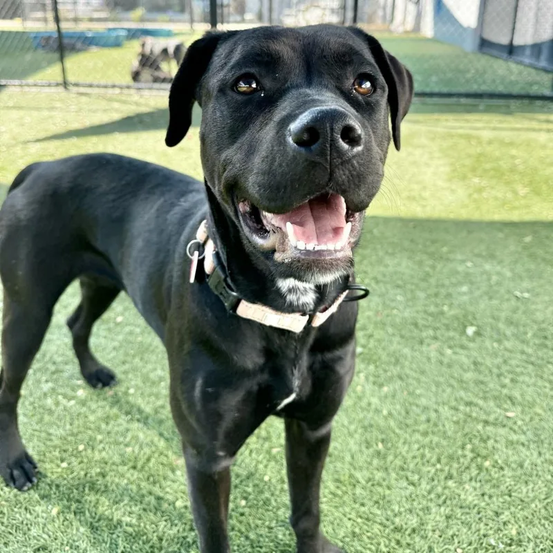 Billie A thumbnail 6