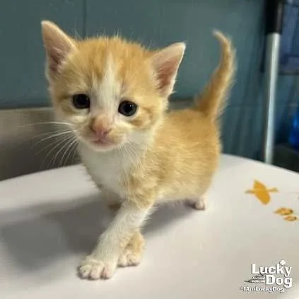 Bitty Orion