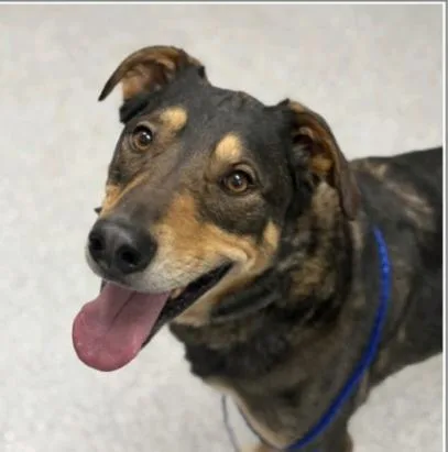 An adult large-sized male Bicolor German Shepherd Dog dog named Beluga for adoption in Grand Rapids, MI