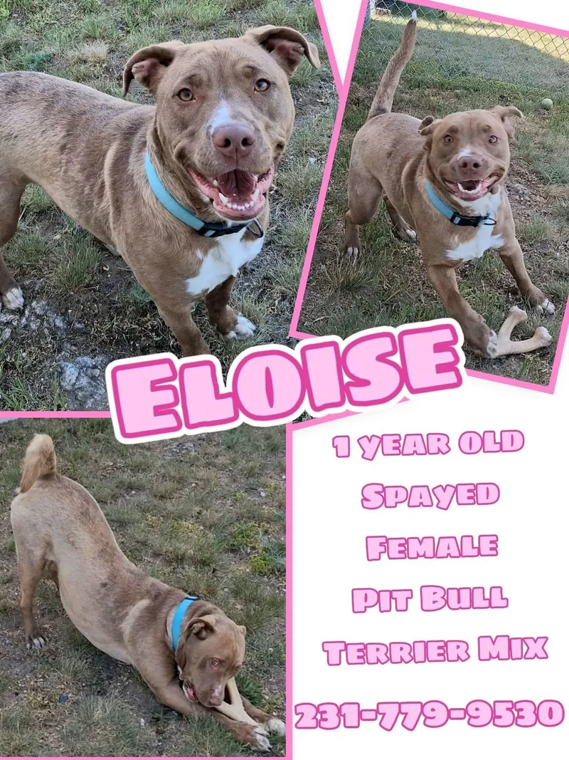 Eloise