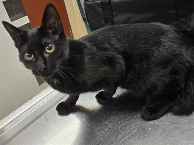 A young small-sized female Domestic Short Hair cat named Paper for adoption in Aliquippa, PA
