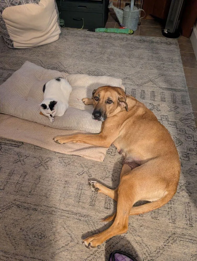 An adult large-sized female Brown / Chocolate Mixed Breed dog named Ramona for adoption in Breinigsville, PA