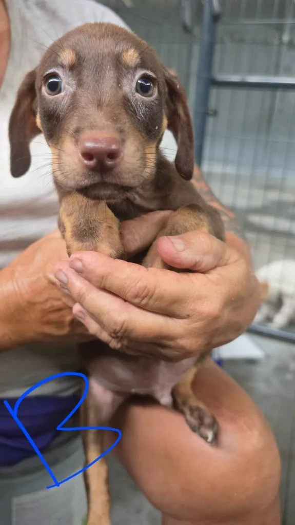 A baby small-sized male Dachshund dog named Doxi for adoption in Waynesville, GA