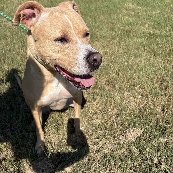 An adult large-sized female Labrador Retriever dog named Billie for adoption in North Charleston, SC