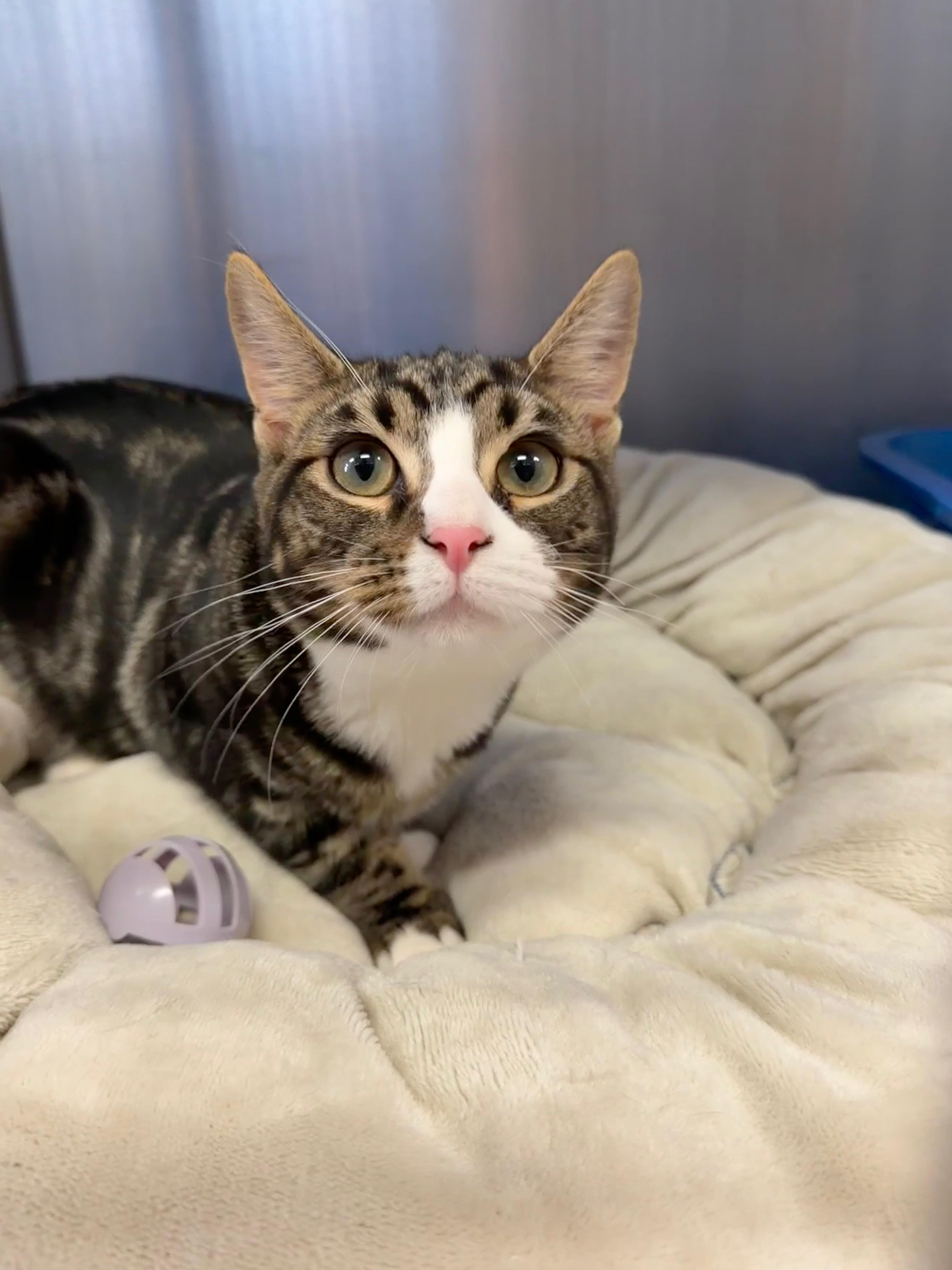 A young medium-sized male Tabby (Brown / Chocolate) Domestic Short Hair cat named Kit Kat for adoption in Wantagh, NY