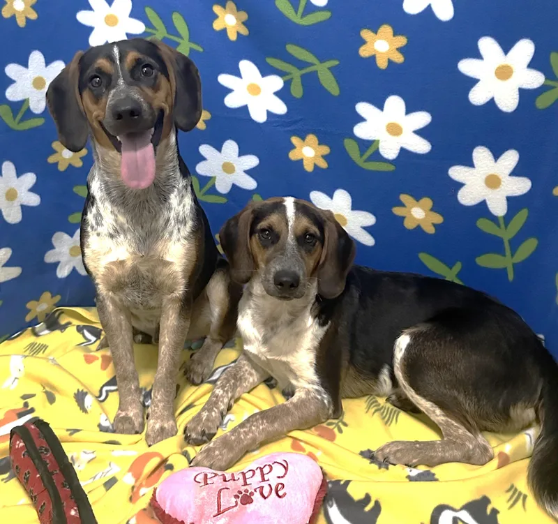 A baby medium-sized male Tricolor (Brown, Black, & White) Beagle dog named Booby and Jimmy for adoption in Lexington, MA