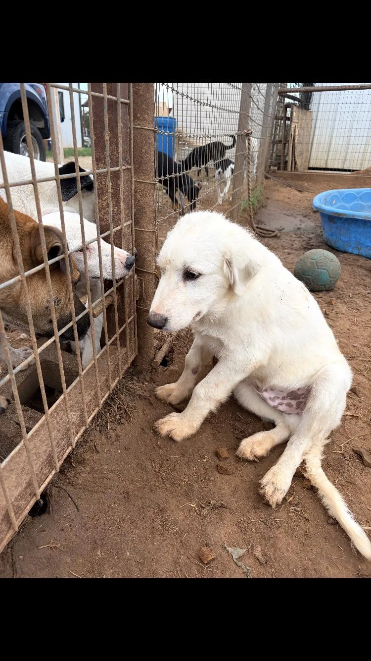 A baby large-sized male Great Pyrenees dog named Conway for adoption in Paradise, TX