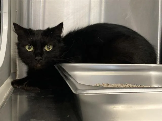 A young medium-sized female Domestic Short Hair cat named Maddie for adoption in Tustin, CA