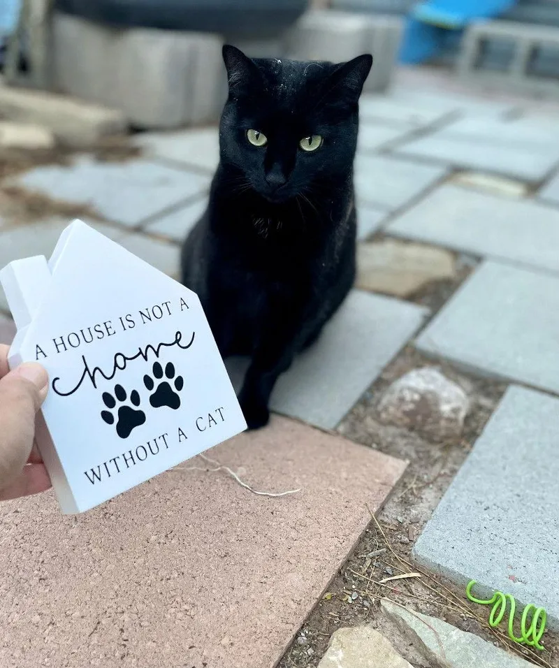 Puddy Cat thumbnail 3