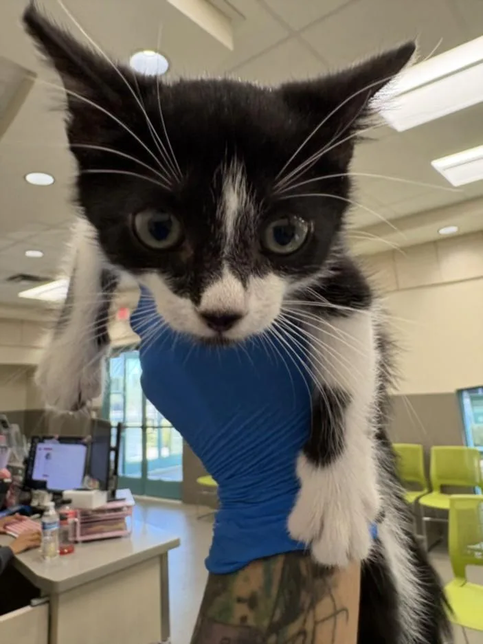 A baby small-sized male Domestic Short Hair cat named Cooki for adoption in Las Vegas, NV