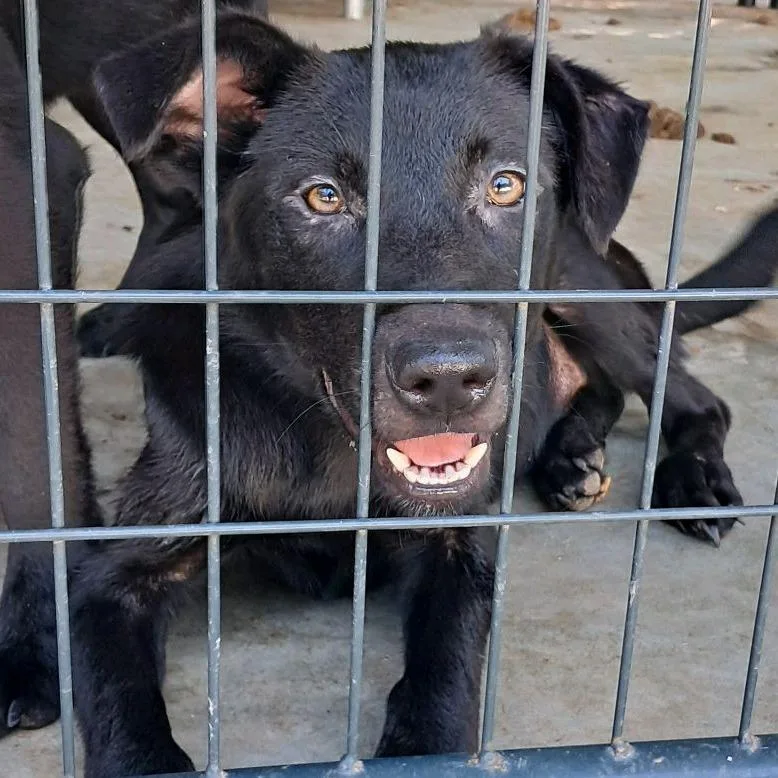 A young medium-sized female Black Mixed Breed dog named Sentra for adoption in Valley, AL