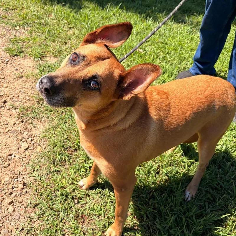 A senior large-sized female Red / Chestnut / Orange Carolina Dog dog named Dolly for adoption in Franklin, NC