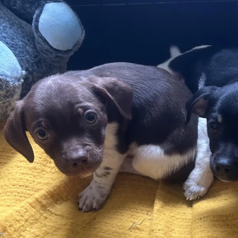 Home Depot thumbnail 4