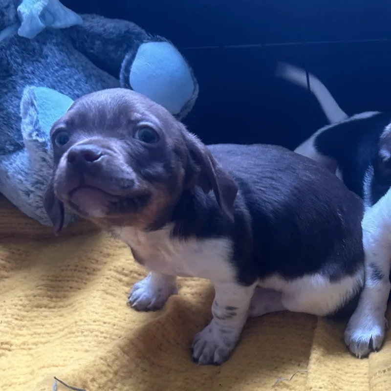 A baby small-sized male Brown / Chocolate Dachshund dog named Home Depot for adoption in Southold, NY