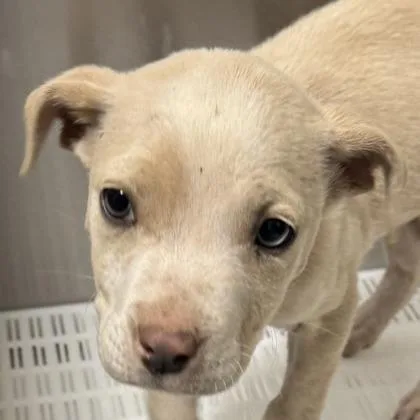 A young medium-sized female Pit Bull Terrier dog named Rosie for adoption in Phoenix, AZ