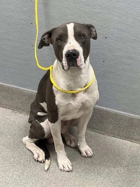 A young large-sized male Pit Bull Terrier dog named Zeus for adoption in Las Vegas, NV