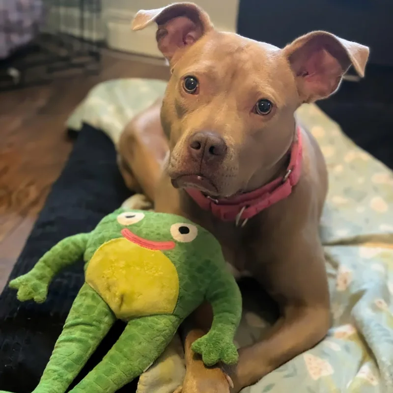 A young medium-sized female Yellow / Tan / Blond / Fawn Pit Bull Terrier dog named Sundance for adoption in Peotone, IL