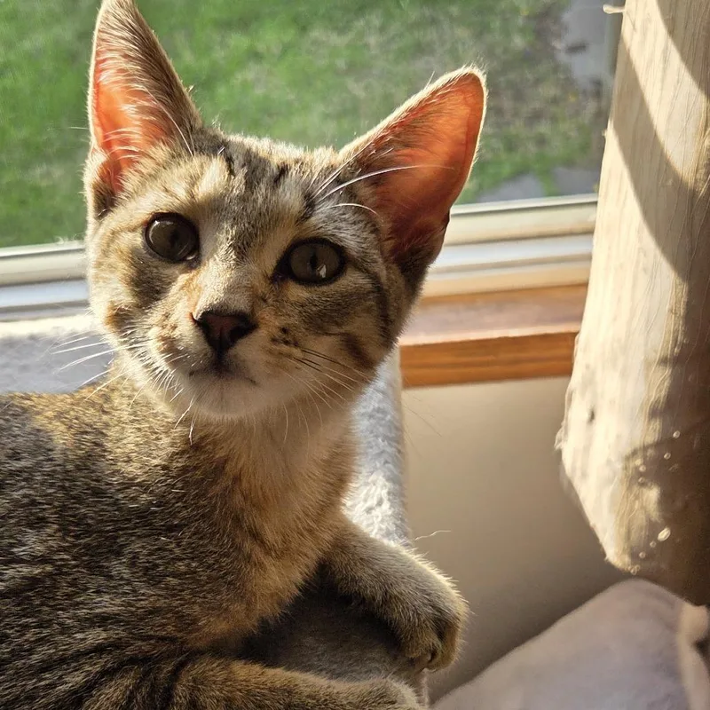 A baby small-sized male Brown / Chocolate Domestic Short Hair cat named Tinker for adoption in Baltimore, MD