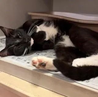An adult medium-sized male Black & White / Tuxedo Domestic Short Hair cat named Moonwalk for adoption in Mason City, IA