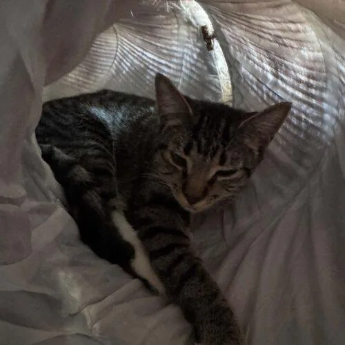 A baby small-sized female Domestic Medium Hair cat named Sugar for adoption in Tampa, FL