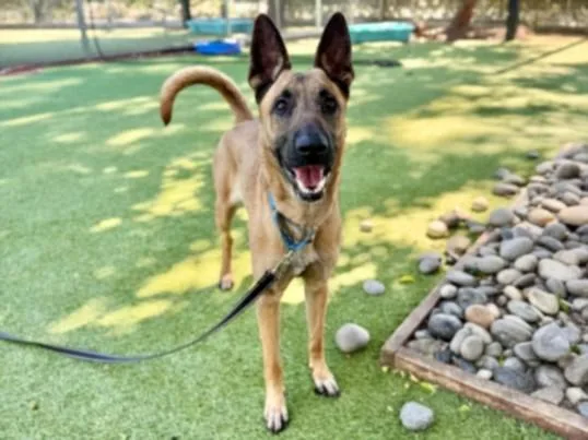 An adult medium-sized female German Shepherd Dog dog named Brenda for adoption in Van Nuys, CA