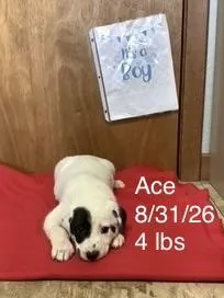A baby small-sized male Great Pyrenees dog named Ace for adoption in Welling, OK
